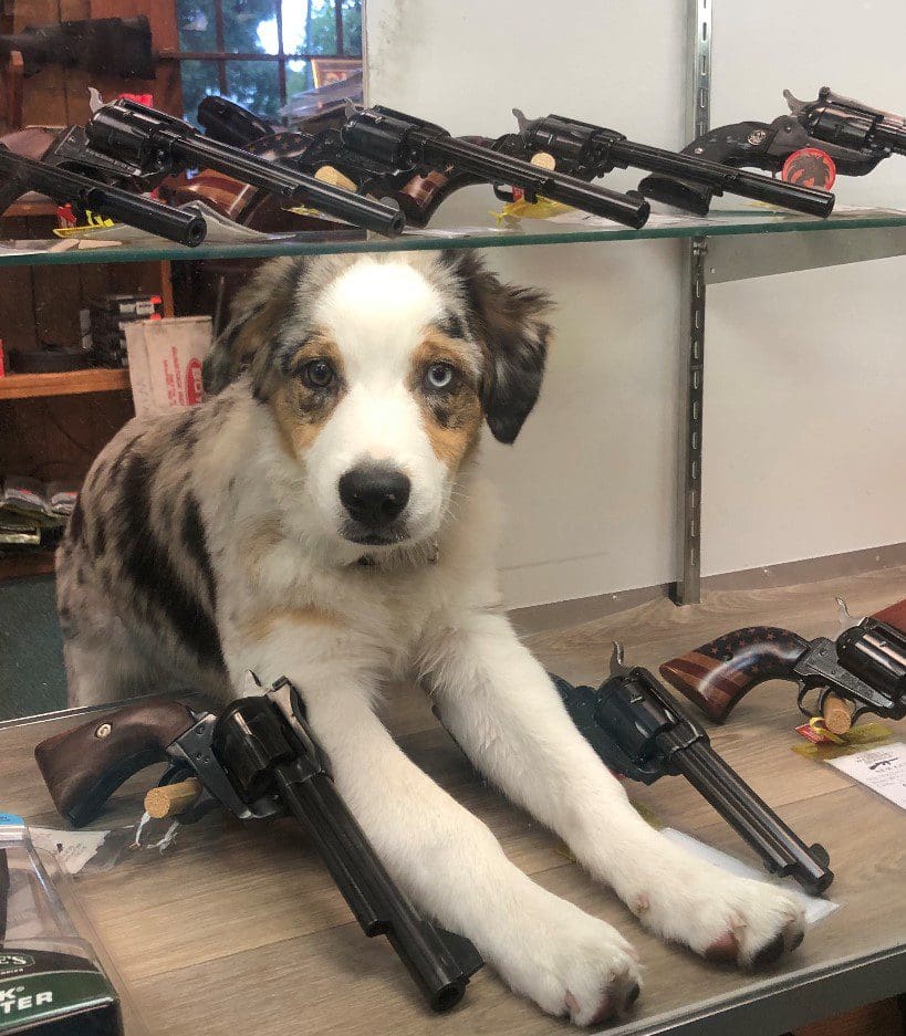 Harry Beckwith Guns and Range mascot, Bo.